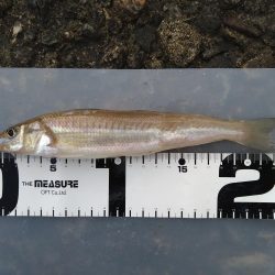 前日に引き続きキス狙い